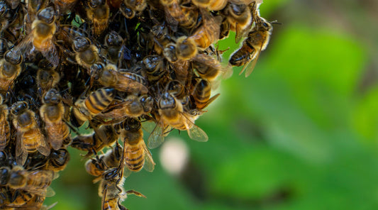 close up bees